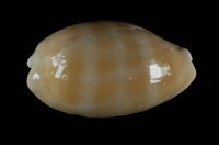 藏品(紫口寶螺)的圖片